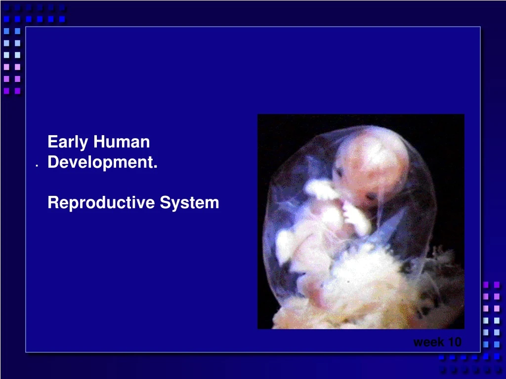 early human development reproductive system