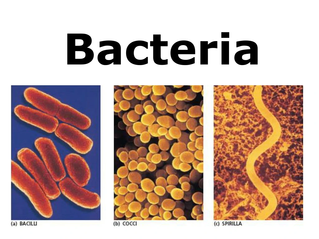 bacteria