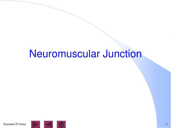 Neuromuscular Junction