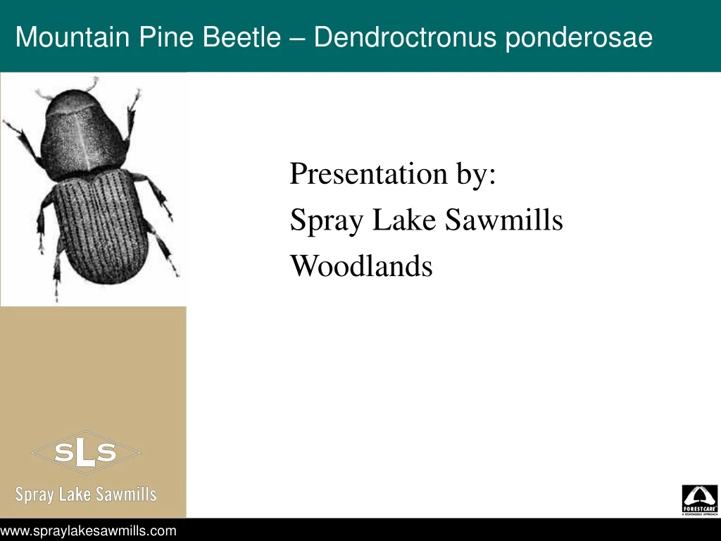 mountain pine beetle dendroctronus ponderosae