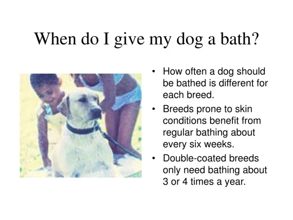 When do I give my dog a bath?