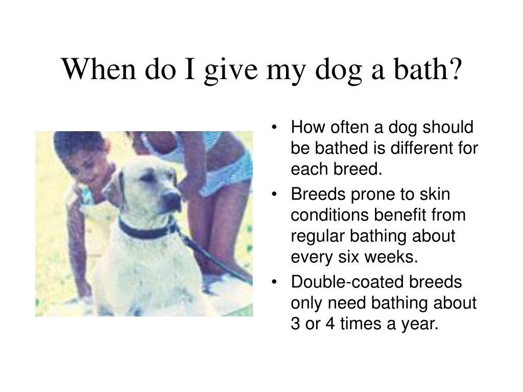 when do i give my dog a bath