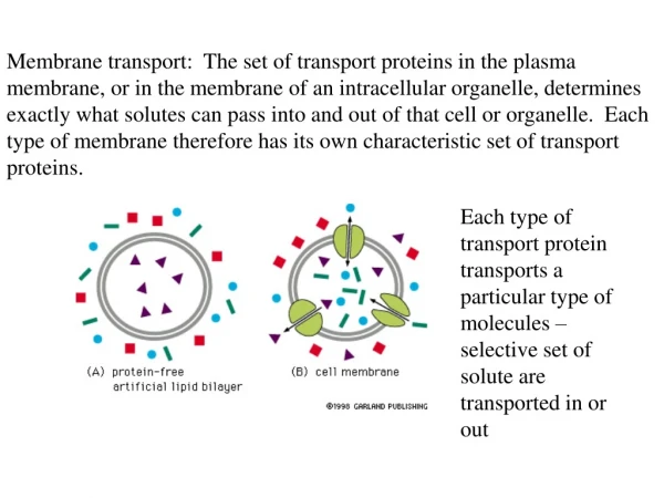 Two major classes of membrane transmembrane proteins