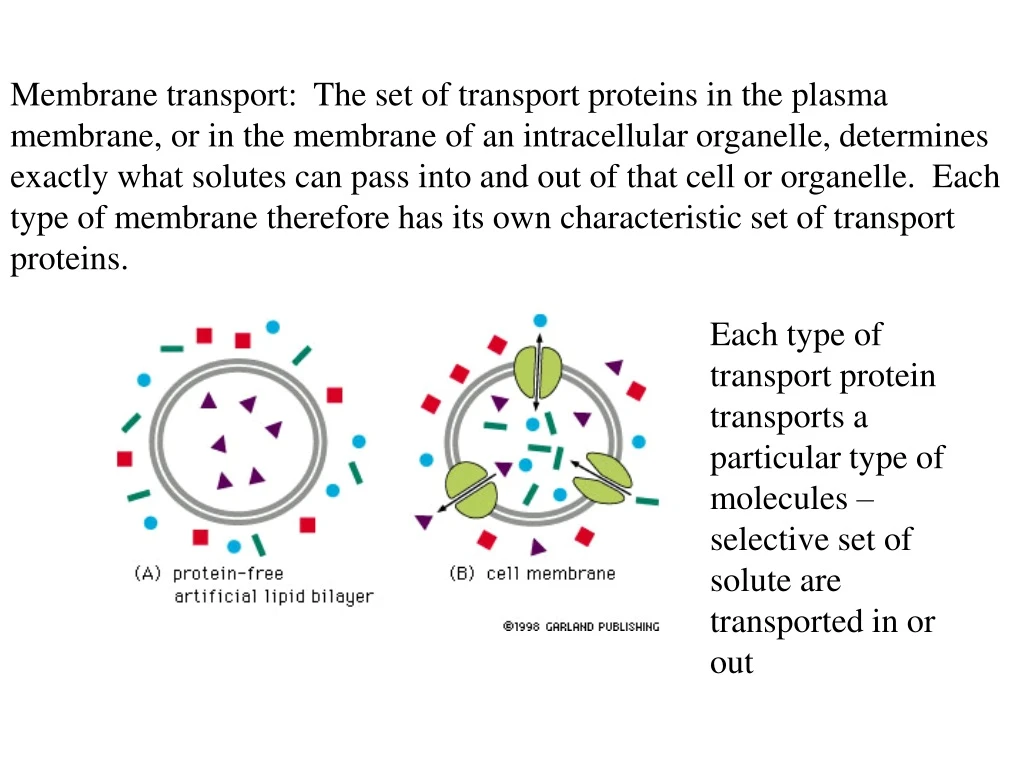 membrane transport the set of transport proteins