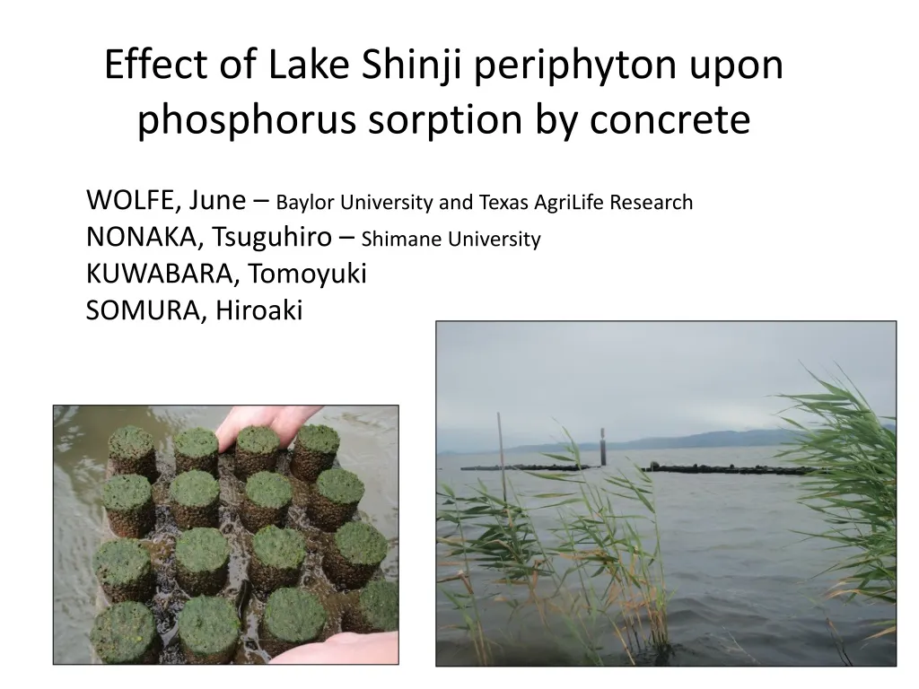 effect of lake shinji periphyton upon phosphorus