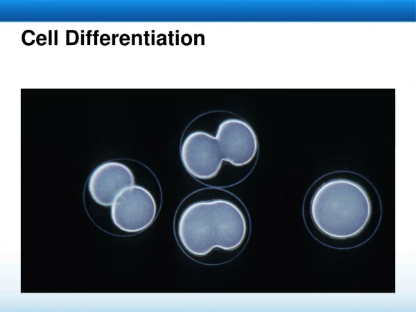 Cell Differentiation