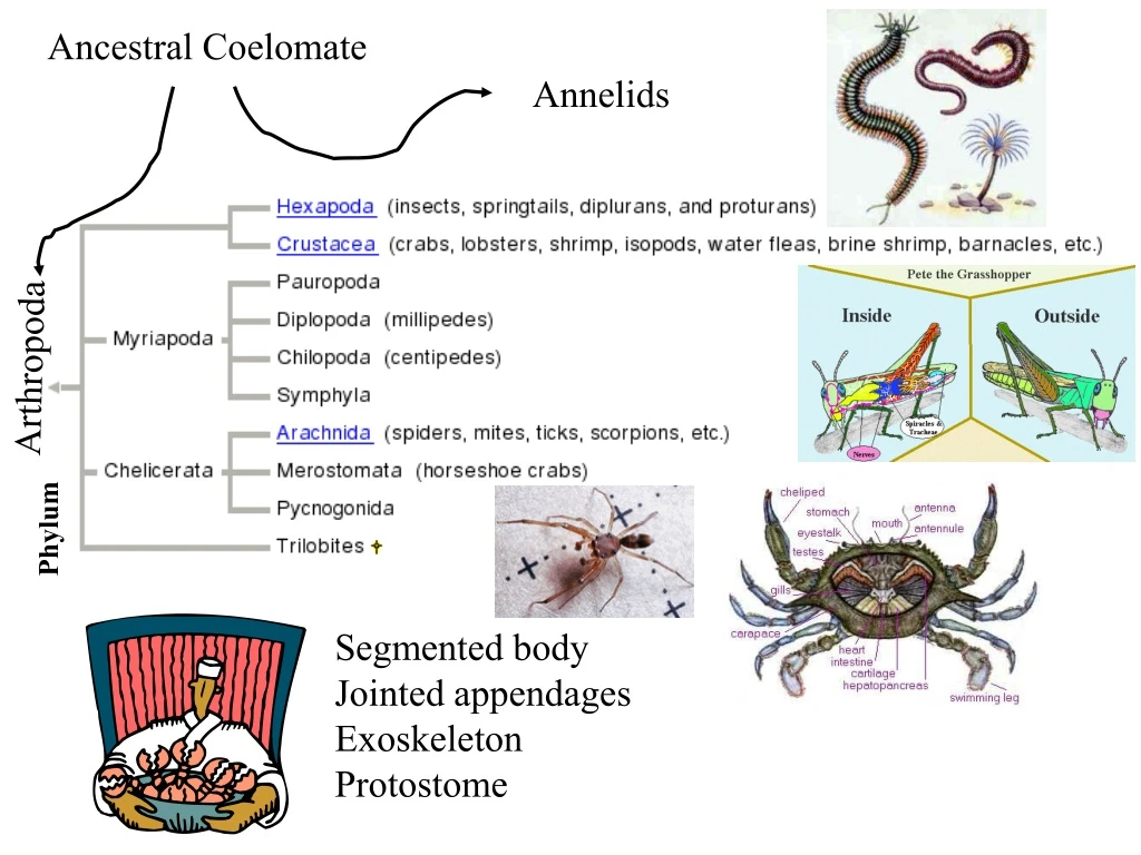 arthropoda