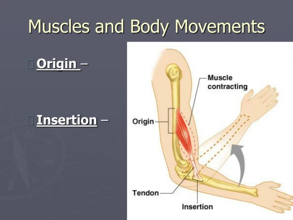 Muscles and Body Movements