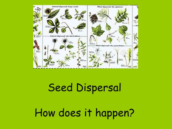 Seed Dispersal How does it happen?