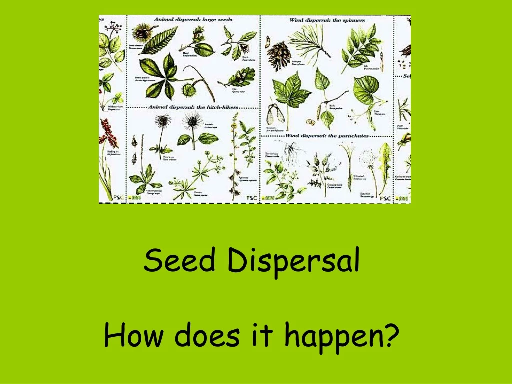 seed dispersal how does it happen