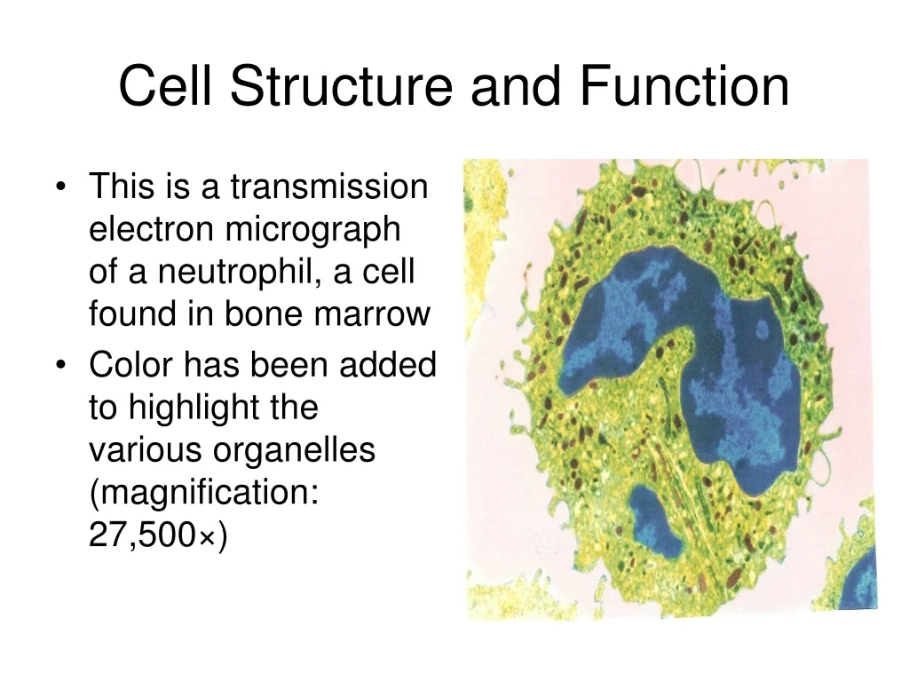 cell structure and function