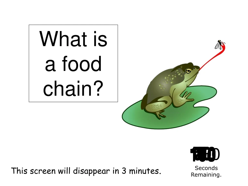 what is a food chain