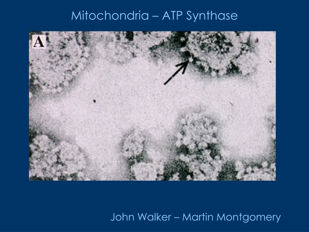 mitochondria atp synthase