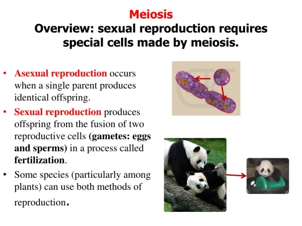 Meiosis Overview: sexual reproduction requires special cells made by meiosis.