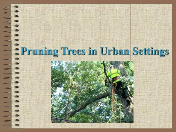 Pruning Trees in Urban Settings