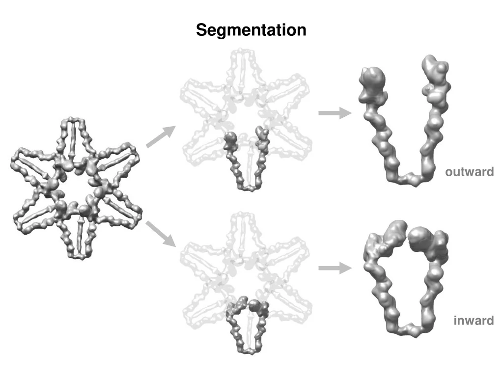 segmentation