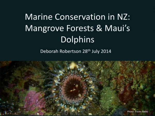 Marine Conservation in NZ: Mangrove Forests &amp; Maui ’ s Dolphins