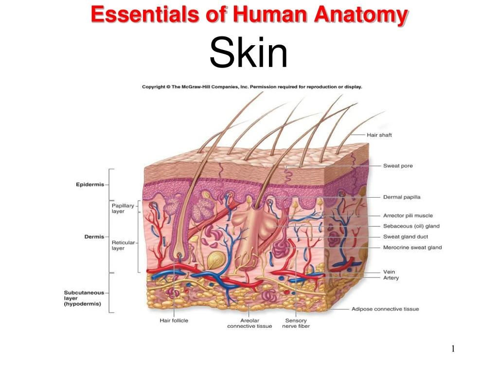 essentials of human anatomy skin