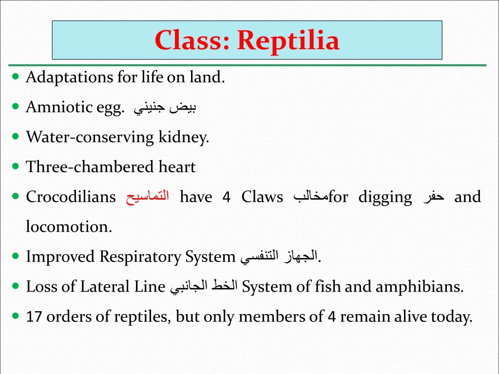 class reptilia