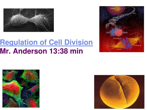 Regulation of Cell Division Mr. Anderson 13:38 min