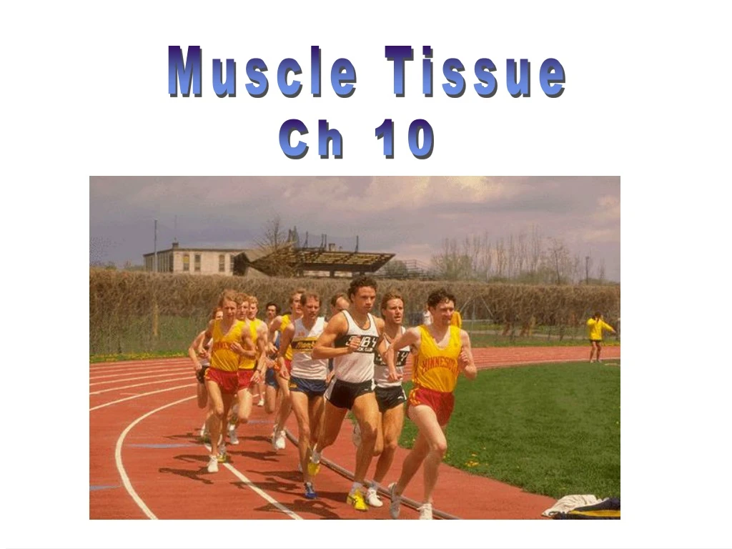 muscle tissue