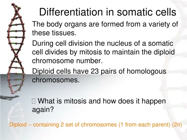 Differentiation in somatic cells