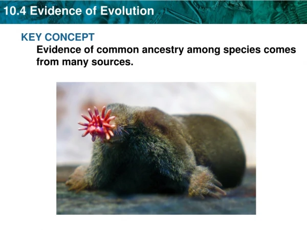 KEY CONCEPT  Evidence of common ancestry among species comes from many sources.