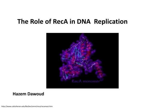 The Role of RecA in DNA  Replication