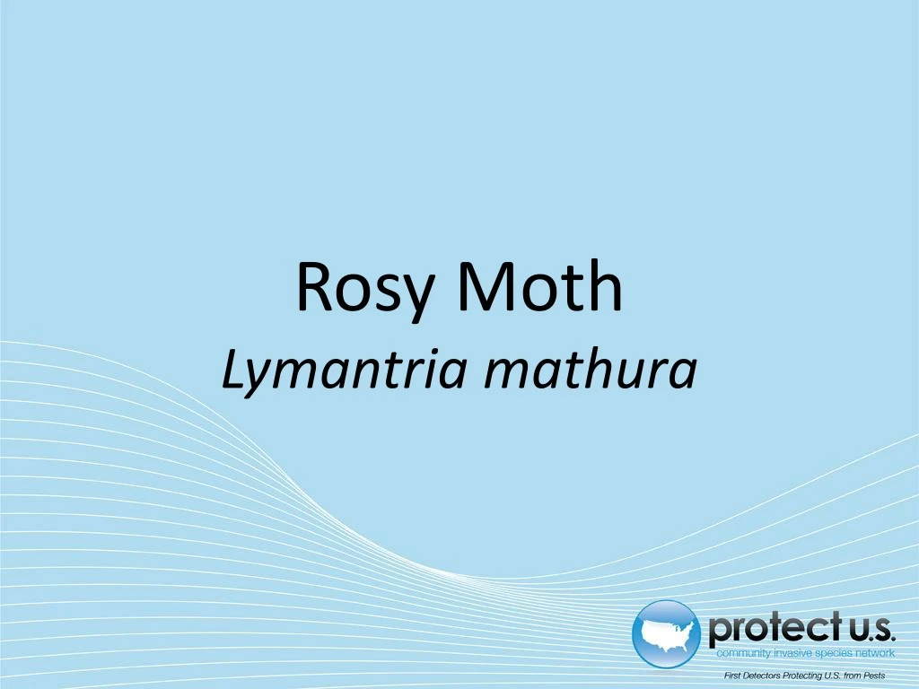rosy moth lymantria mathura
