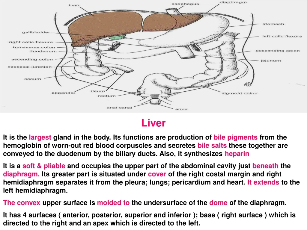 liver it is the largest gland in the body