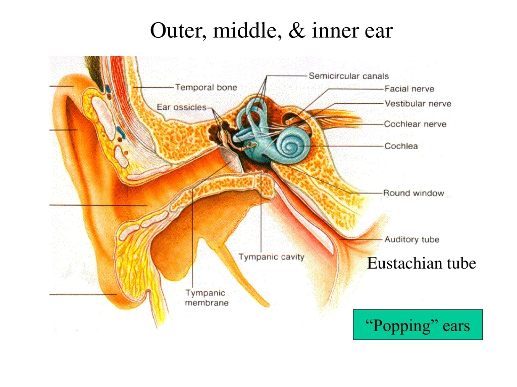 structures of the ear