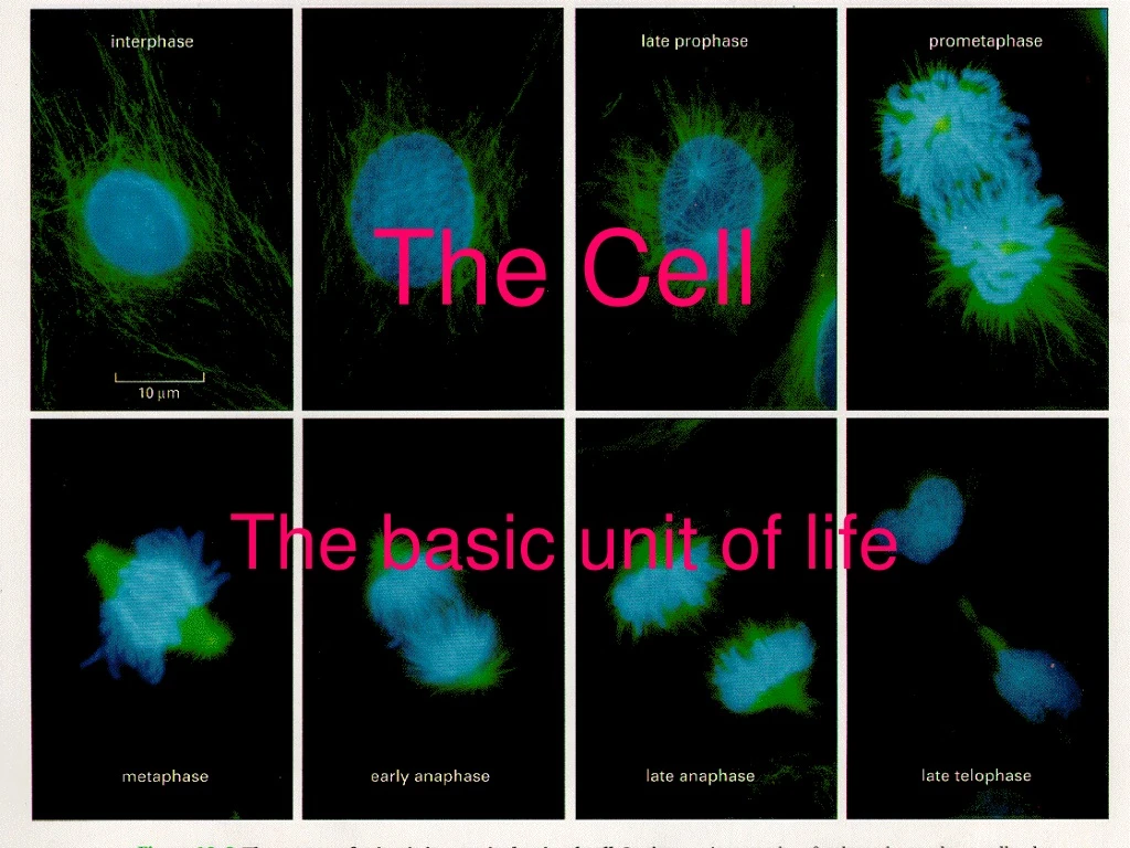the cell the basic unit of life