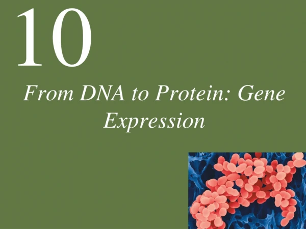 From DNA to Protein: Gene Expression