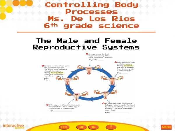 The Male and Female Reproductive Systems Ch.13.3
