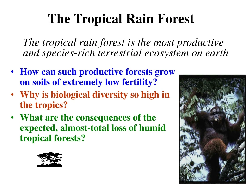 the tropical rain forest