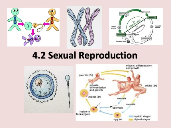 4.2 Sexual Reproduction