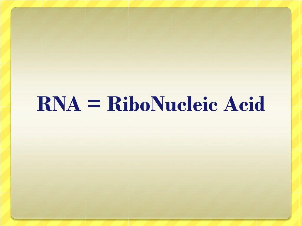 rna ribonucleic acid