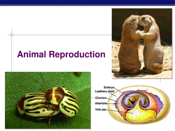 Animal Reproduction