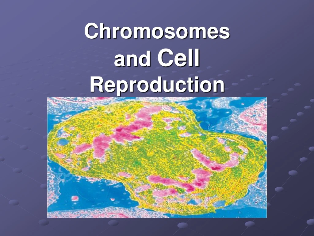 chromosomes and cell reproduction