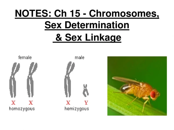 NOTES: Ch 15 - Chromosomes, Sex Determination  &amp; Sex Linkage