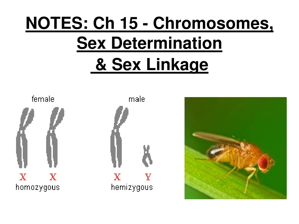 notes ch 15 chromosomes sex determination sex linkage