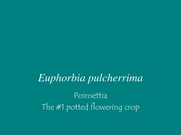 Euphorbia pulcherrima