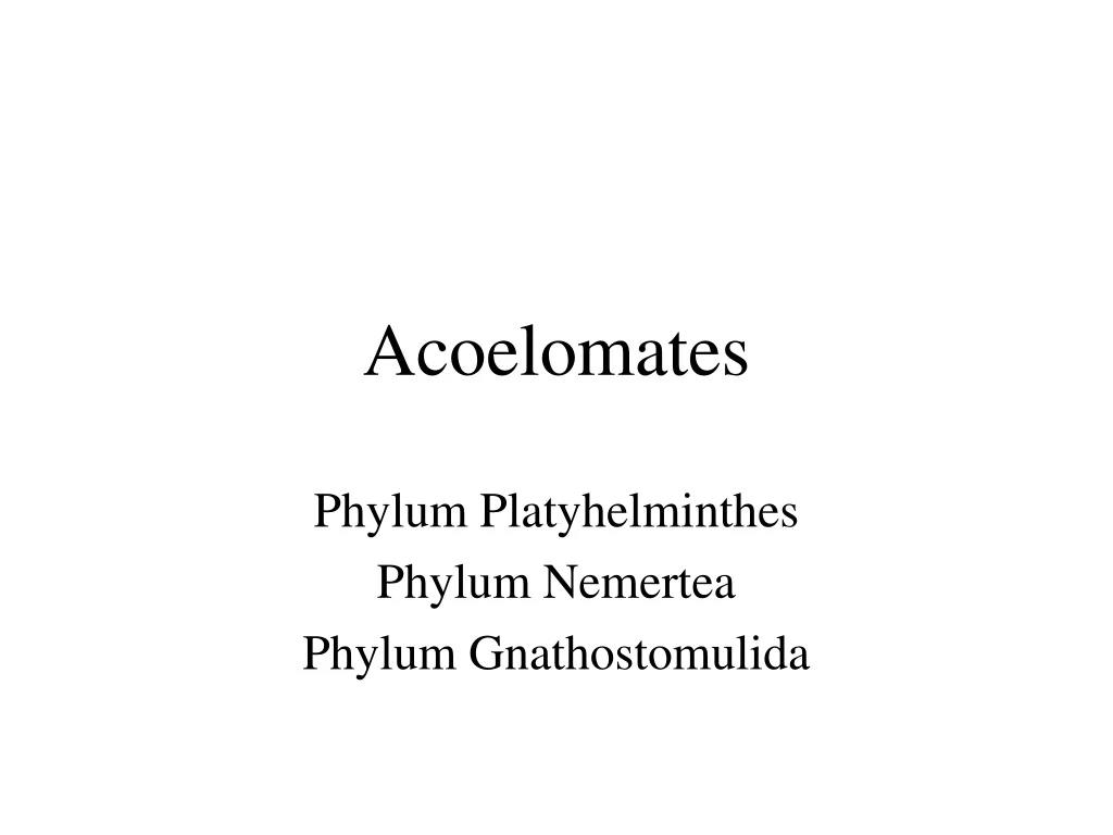 acoelomates