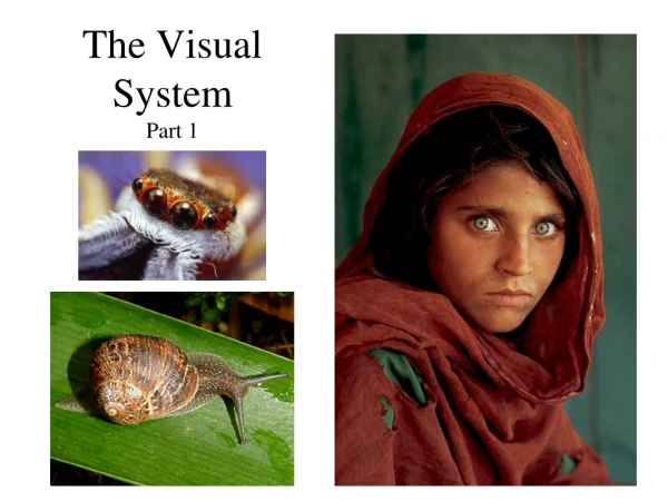 The Visual System Part 1