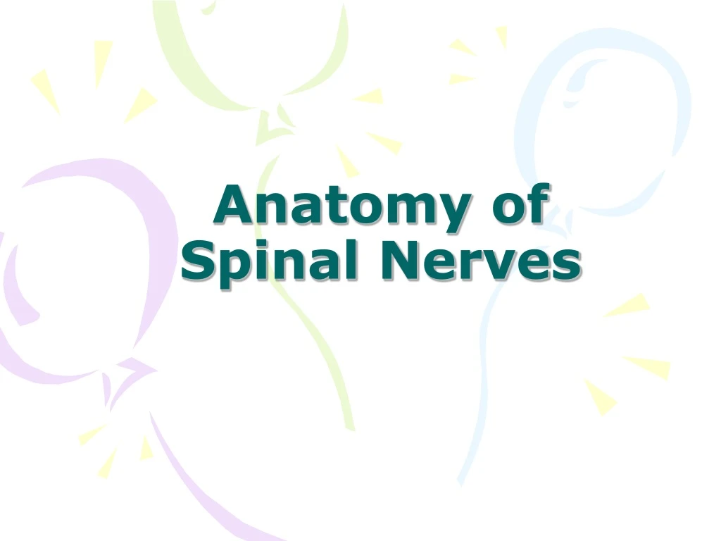 anatomy of spinal nerves