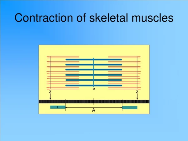 Contraction of skeletal muscles