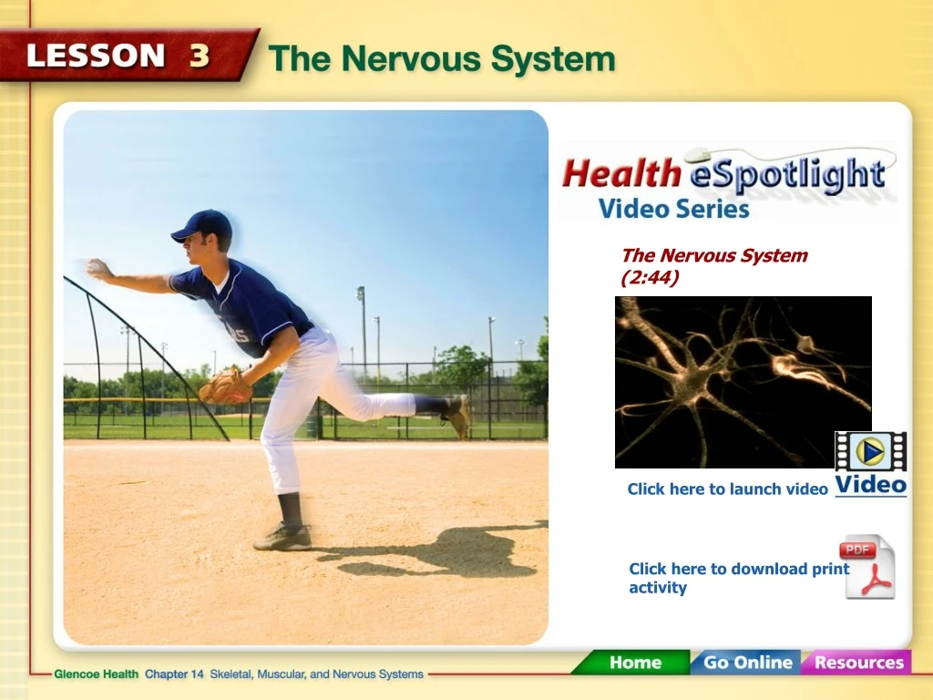 the nervous system 2 44