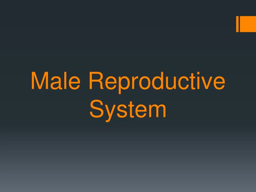 m ale reproductive system