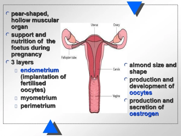 almond size and shape production and development of  oocytes