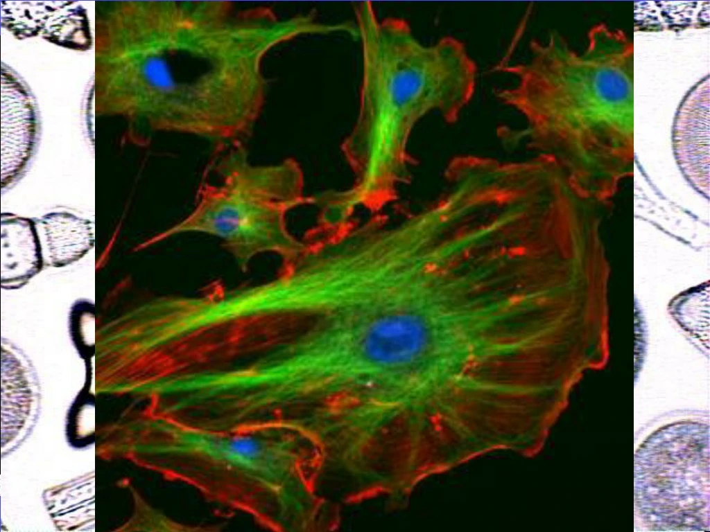 types of cells